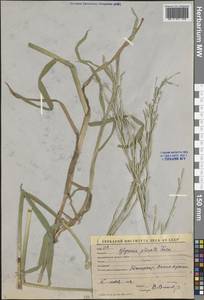 Манник замеченный Chevall., Средняя Азия и Казахстан, Сырдарьинские пустыни и Кызылкумы (M7) (Узбекистан)