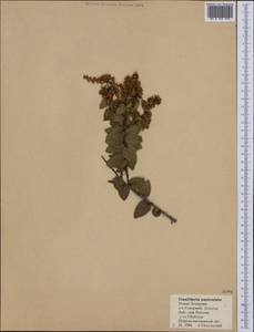 Gaultheria paniculata B. L. Burtt & A. W. Hill, Австралия и Океания (AUSTR) (Новая Зеландия)