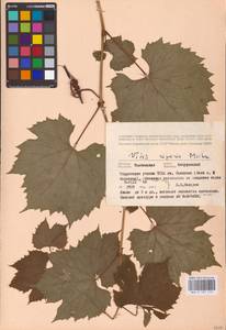 Vitis riparia Michx., Восточная Европа, Центральный лесостепной район (E6) (Россия)