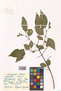 Бересклет Маака Rupr., Сибирь, Дальний Восток (S6) (Россия)