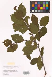 Ольха японская (Thunb.) Steud., Сибирь, Дальний Восток (S6) (Россия)
