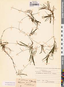 Рдест сибирский A.Benn., Сибирь, Якутия (S5) (Россия)