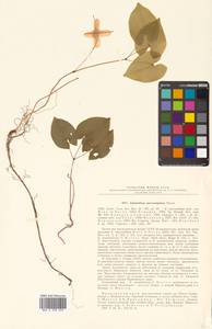 Epimedium macrosepalum Stearn, Сибирь, Дальний Восток (S6) (Россия)