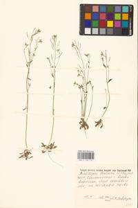 Резушка Таля, Резуховидка Таля (L.) Heynh., Восточная Европа, Северо-Украинский район (E11) (Украина)