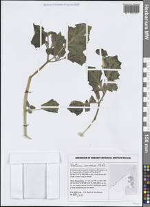 Дурман безвредный Mill., Зарубежная Азия (ASIA) (ОАЭ)