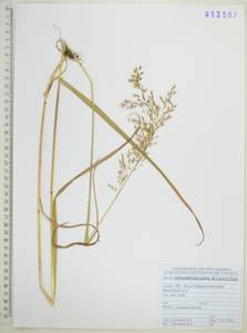 Райграс высокий (L.) P.Beauv. ex J.Presl & C.Presl, Сибирь, Дальний Восток (S6) (Россия)