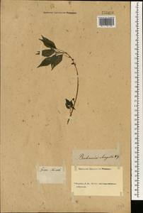 Phenax sonneratii (Poir.) Wedd., Зарубежная Азия (ASIA) (Россия)