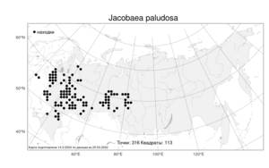 Jacobaea paludosa, Якобея болотная (L.) G. Gaertn., B. Mey. & Scherb., Атлас флоры России (FLORUS) (Россия)