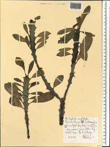 Euphorbia ampliphylla Pax, Африка (AFR) (Эфиопия)