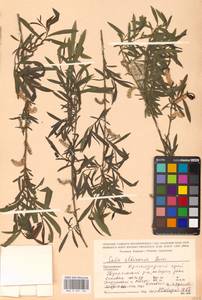 Salix elbrusensis Boiss., Кавказ, Черноморское побережье (от Новороссийска до Адлера) (K3) (Россия)