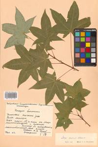 Клен моно, Клен мелколистный (Maxim.) H.Ohashi, Сибирь, Дальний Восток (S6) (Россия)