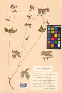 Герань плоскоцветковая Duthie, Сибирь, Дальний Восток (S6) (Россия)