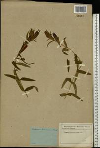 Горечавка легочная L., Восточная Европа, Московская область и Москва (E4a) (Россия)