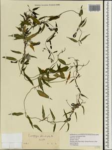 Ceropegia dolichophylla Schltr., Зарубежная Азия (ASIA) (КНР)
