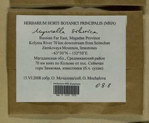 Myurella sibirica (Müll. Hal.) Reimers, Гербарий мохообразных, Мхи - Чукотка и Камчатка (B21) (Россия)