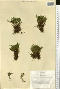 Boreoselaginella sanguinolenta (L.) Li Bing Zhang & X. M. Zhou, Сибирь, Алтай и Саяны (S2) (Россия)