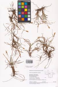 Осока гвоздичная, Осока весенняя Latourr., Восточная Европа, Центральный район (E4) (Россия)