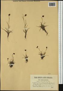 Luzula spicata subsp. conglomerata (W.D.J.Koch) Murr, Западная Европа (EUR) (Италия)