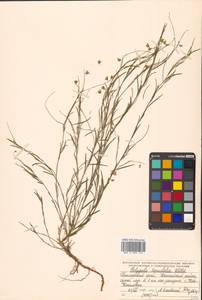 Истод узколистный Willd., Сибирь, Дальний Восток (S6) (Россия)