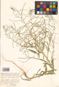 Желтушник выгрызенный L., Восточная Европа, Нижневолжский район (E9) (Россия)