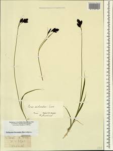 Carex aterrima subsp. medwedewii (Leskov) T.V.Egorova, Кавказ, Ставропольский край, Карачаево-Черкесия, Кабардино-Балкария (K1b) (Россия)