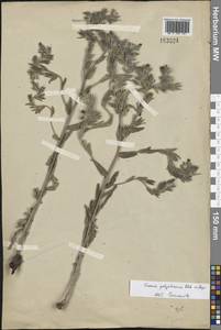 Оносма многоцветная Klokov, Восточная Европа, Нижневолжский район (E9) (Россия)