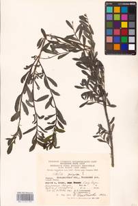 Ива пурпурная, Ива пурпуровая L., Восточная Европа, Западно-Украинский район (E13) (Украина)