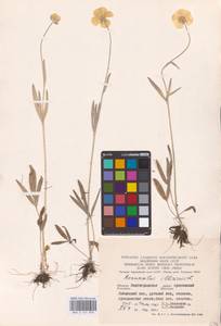 Лютик иллирийский L., Восточная Европа, Нижневолжский район (E9) (Россия)