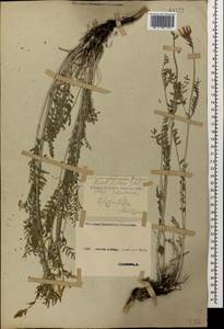 Астрагал эспарцетный L., Кавказ, Ставропольский край, Карачаево-Черкесия, Кабардино-Балкария (K1b) (Россия)