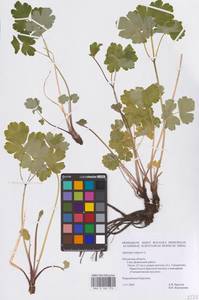 Водосбор обыкновенный L., Восточная Европа, Центральный район (E4) (Россия)