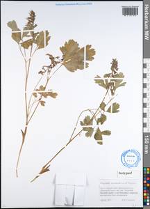 Corydalis lacrimuli-cuculi Stepanov, Сибирь, Алтай и Саяны (S2) (Россия)