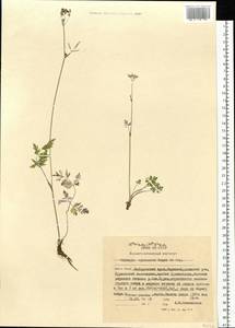 Тилингия аянская Regel & Tiling, Сибирь, Дальний Восток (S6) (Россия)