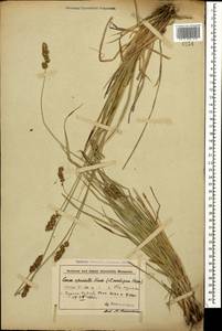 Осока колосистая, Кавказ, Азербайджан (K6) (Азербайджан)