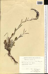 Вероника седая L., Сибирь, Чукотка и Камчатка (S7) (Россия)