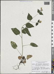 Окопник крымский Willd., Восточная Европа, Центральный лесостепной район (E6) (Россия)