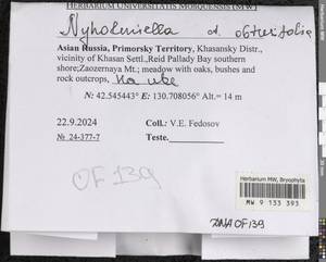 Nyholmiella obtusifolia (Brid.) Holmen & E. Warncke, Гербарий мохообразных, Мхи - Дальний Восток (без Чукотки и Камчатки) (B20) (Россия)
