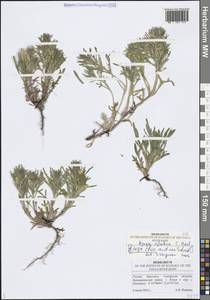 Живучка хиосская (Schreb.) Arcang., Восточная Европа, Средневолжский район (E8) (Россия)