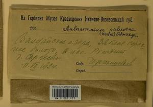 Aulacomnium palustre (Hedw.) Schwägr., Гербарий мохообразных, Мхи - Центральное Нечерноземье (B6) (Россия)