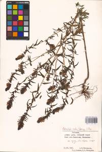 MHA 0 161 931, Зубчатка обыкновенная Moench, Восточная Европа, Эстония (E2c) (Эстония)