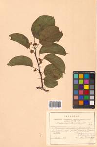 Актинидия Джиральди (Diels) Vorosch., Сибирь, Дальний Восток (S6) (Россия)