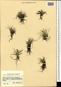 Carex alatauensis S.R.Zhang, Кавказ, Северная Осетия, Ингушетия и Чечня (K1c) (Россия)