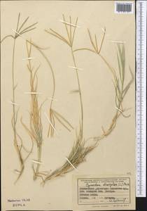 Свинорой пальчатый (L.) Pers., Средняя Азия и Казахстан, Памир и Памиро-Алай (M2) (Таджикистан)