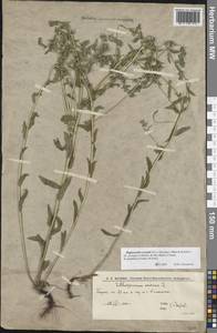 Buglossoides rochelii (Friv.) Stoyanov, Mátis & Sennikov, Восточная Европа, Нижневолжский район (E9) (Россия)