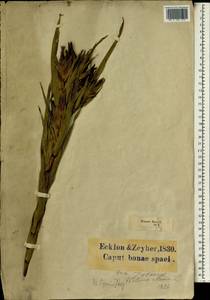 Witsenia maura (L.) Thunb., Африка (AFR) (ЮАР)