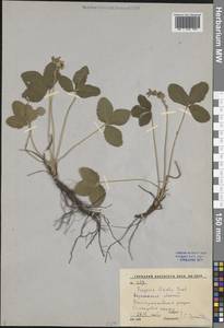 Земляника зеленая, Полуница Duchesne, Восточная Европа, Центральный лесостепной район (E6) (Россия)