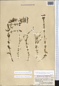 Centaurium pulchellum subsp. pulchellum, Кавказ, Абхазия (K4a) (Абхазия)