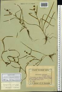 Ежеголовник плавающий L., Сибирь, Западная Сибирь (S1) (Россия)