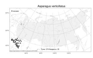 Asparagus verticillatus, Спаржа мутовчатая L., Атлас флоры России (FLORUS) (Россия)