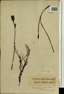 Restio purpurascens Nees ex Mast., Африка (AFR) (ЮАР)