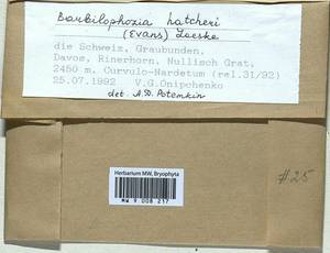 Barbilophozia hatcheri (A. Evans) Loeske, Гербарий мохообразных, Мхи - Западная Европа (BEu) (Швейцария)